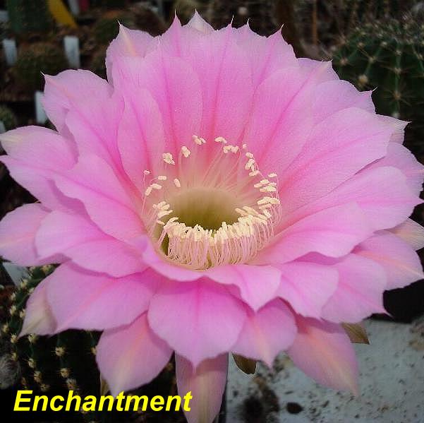 Enchantment.4.1.jpg 